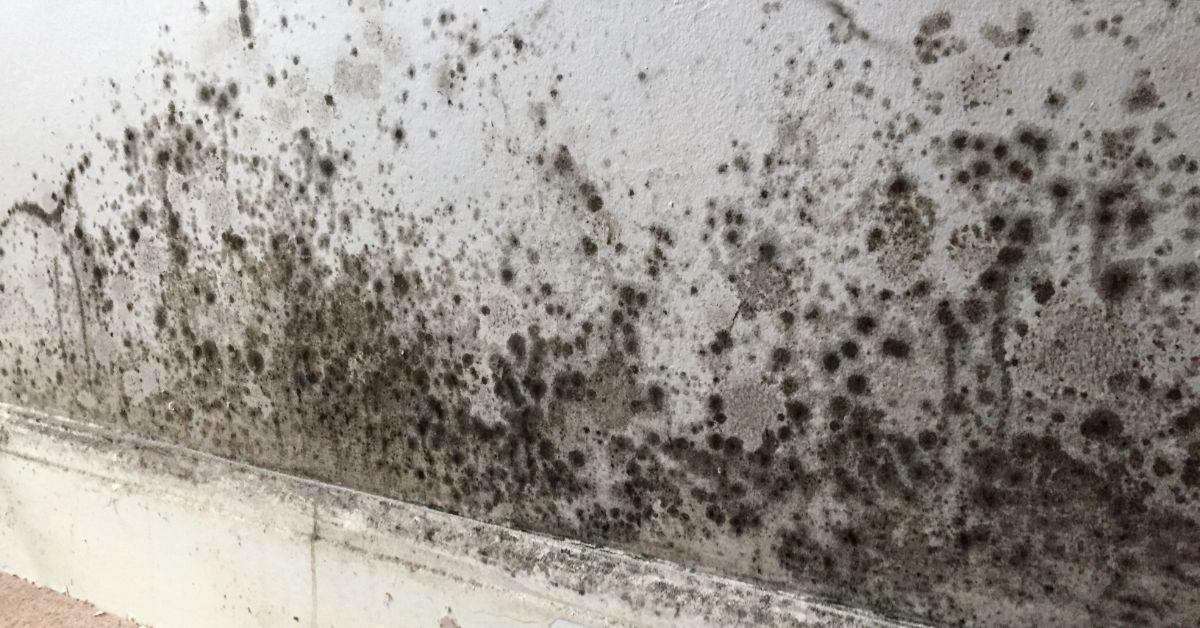 Mould Growth