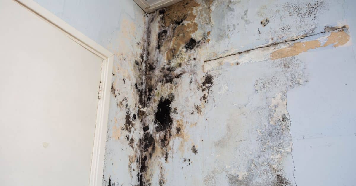 leaking boiler - Mould