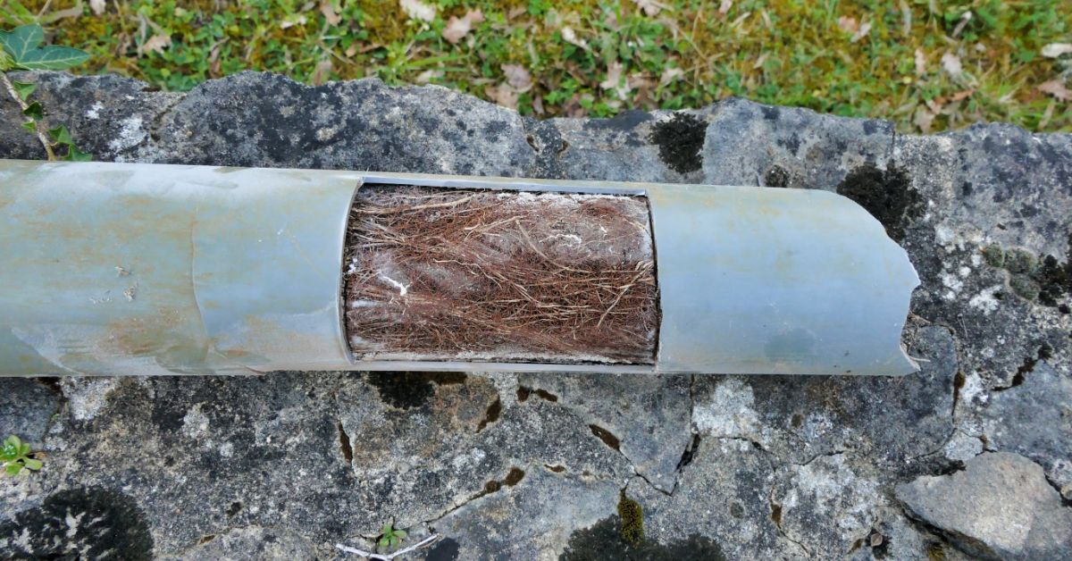 Tree root invasion in a pipe